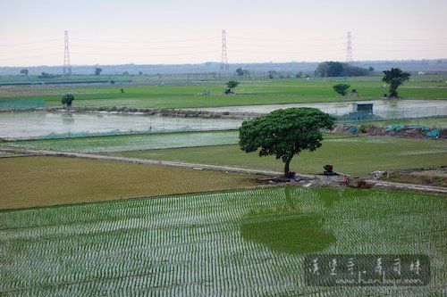 白沙屯媽祖進香_漢堡哥 126.jpg