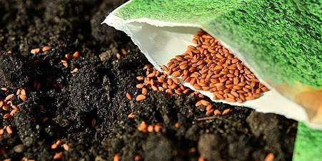 SoilSeeds-470716-edited.jpg