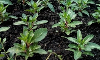 SoilGrowing-667707-edited.jpg