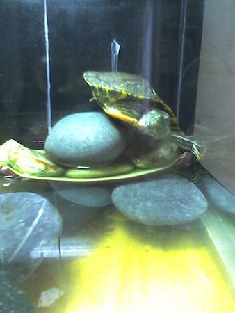 picture001