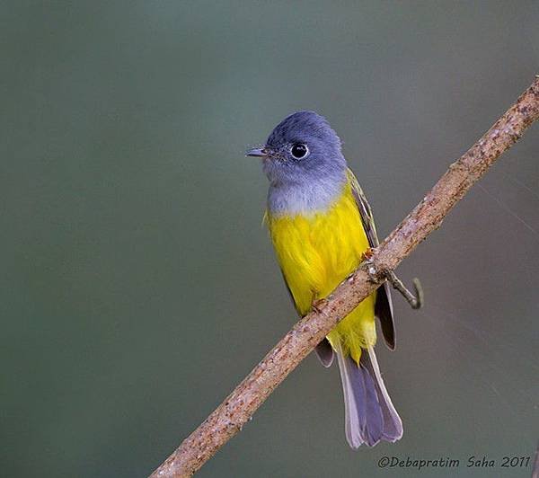 Canary-flycatcher-Debapratim-Saha-950x633.jpg