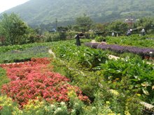 [竹子湖]--這裡除了海芋外，還有其他花田!!