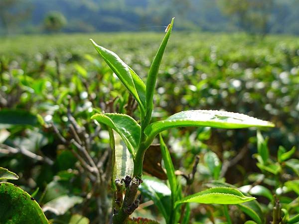 China-bud2.JPG