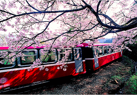 阿里山國家風景區櫻花.png