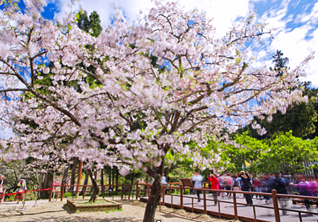 阿里山國家風景區櫻花1.png