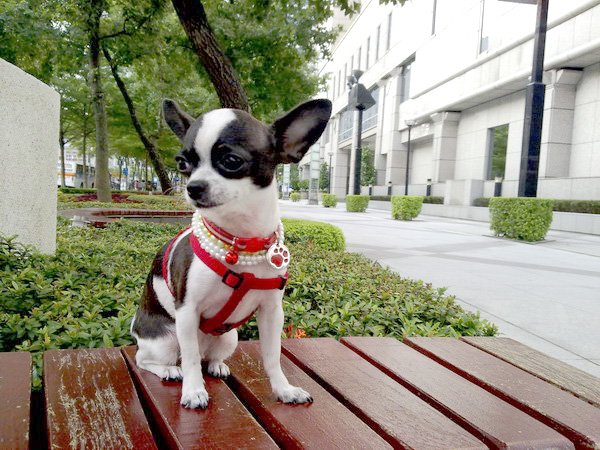 走在信義區旁的小公園