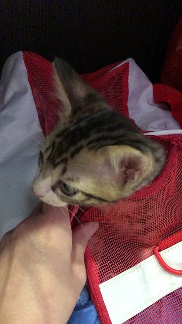 2018.06.22 巧虎來探班