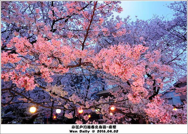 2016.04.02 氷川神社夜櫻