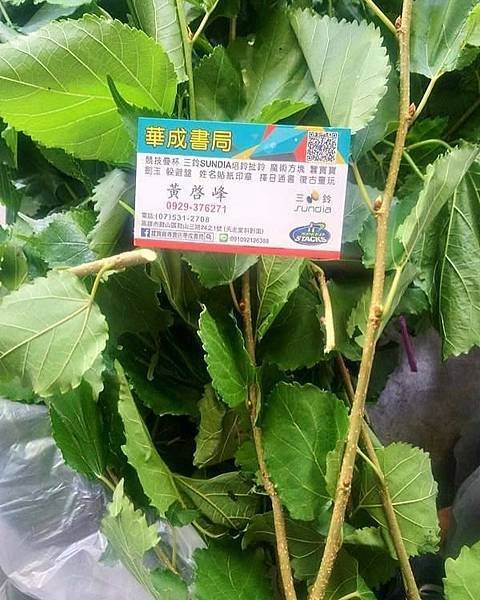 《秋天的蠶寶寶》