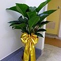 P1010360 帝王樹
