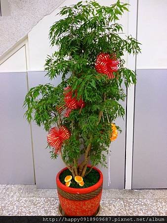 P1010378 富貴樹