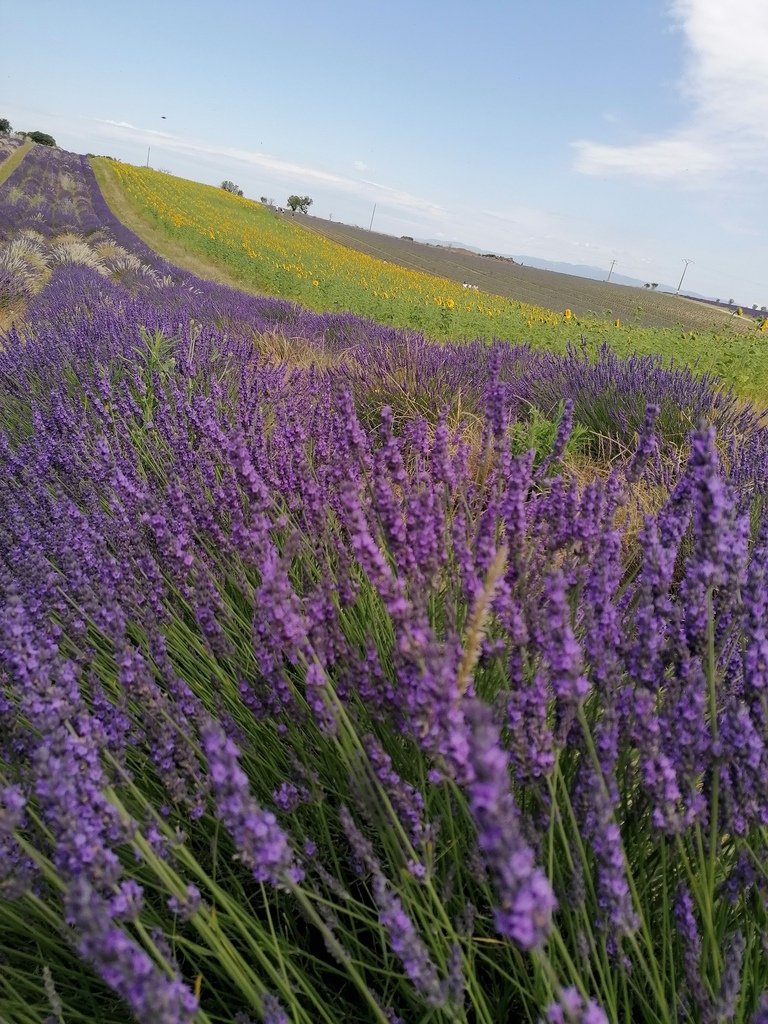 lavander-5367671_1920.jpg