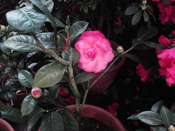DSC04692.JPG
