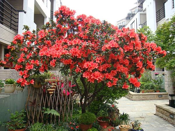 411杜鵑 (1).JPG