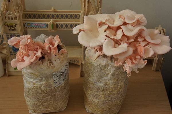 2013 種菇菇 玫瑰菇 (3)