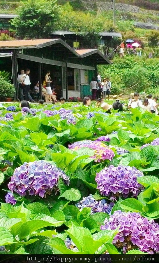 2015.06.14 陽明山竹子湖大梯田賞繡球花 (70).jpg