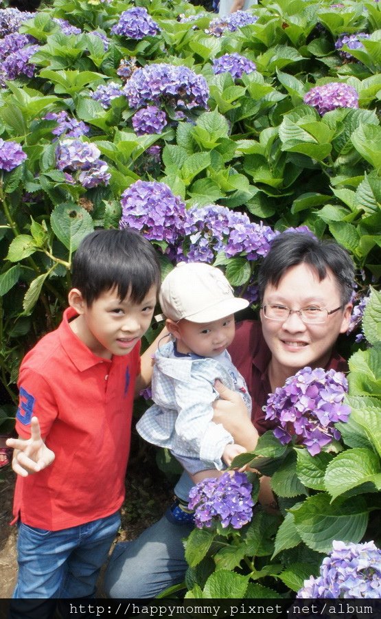 2015.06.14 陽明山竹子湖大梯田賞繡球花 (73).jpg