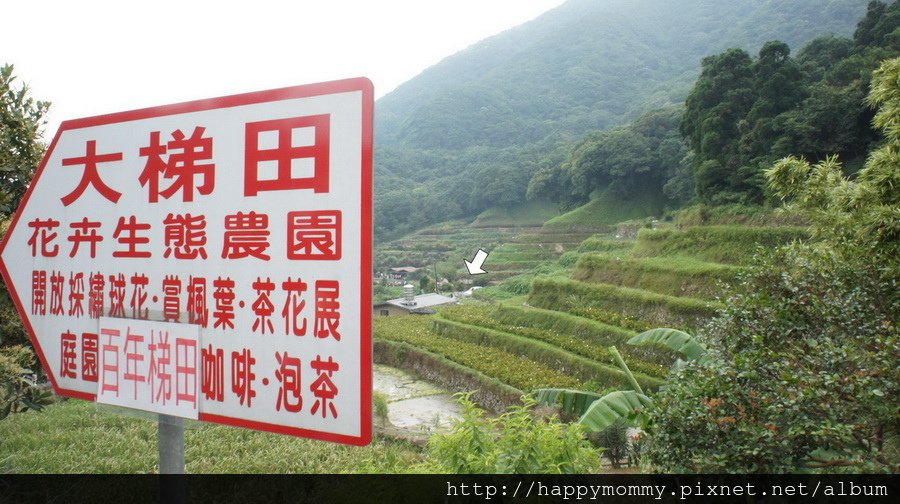 2015.06.14 陽明山竹子湖大梯田賞繡球花 (6).JPG