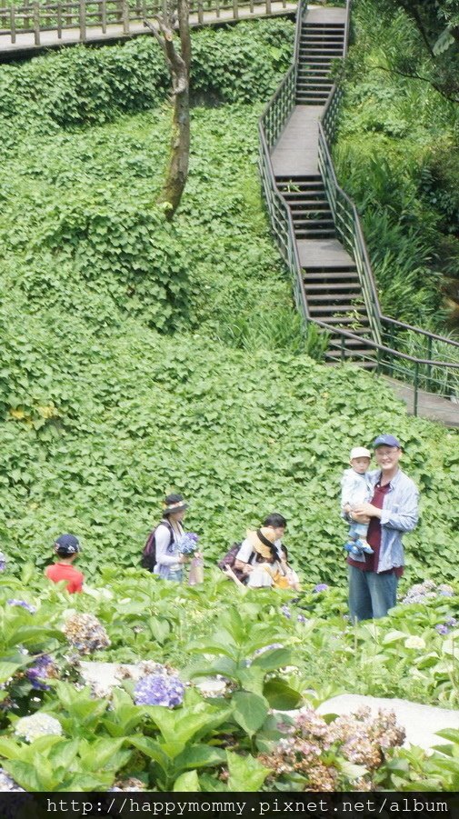 2015.06.14 陽明山竹子湖大梯田賞繡球花 (41).jpg