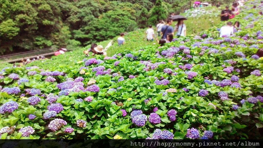 2015.06.14 陽明山竹子湖大梯田賞繡球花 (55).jpg