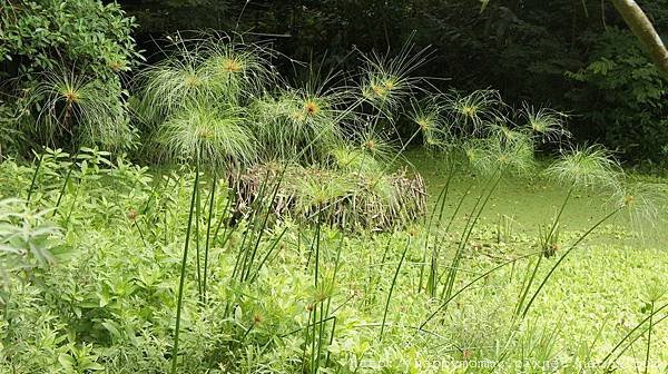 2015.08.07 芝山生態綠園 早午餐 (100).JPG