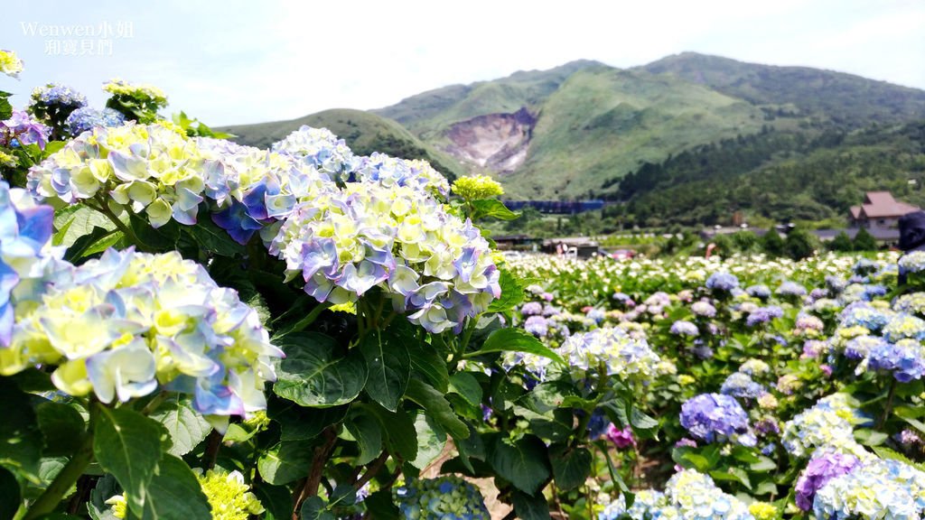 2019.05.21 陽明山竹子湖大賞園繡球花季 (9).jpg