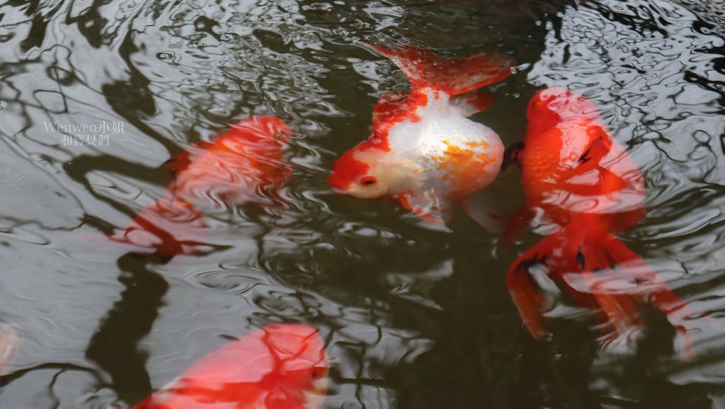 2019 宜蘭景點 金車蘭花園 (21).JPG