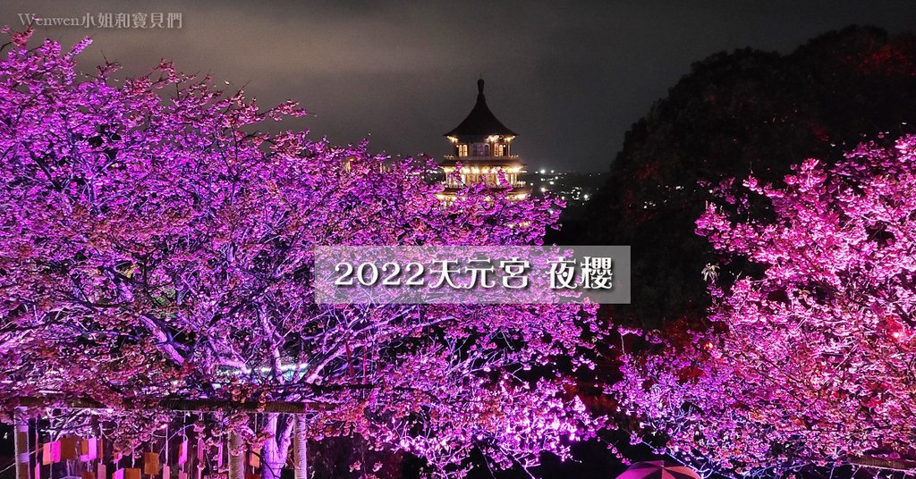 2022淡水天元宮櫻花花況 後山賞夜櫻 (1).jpg