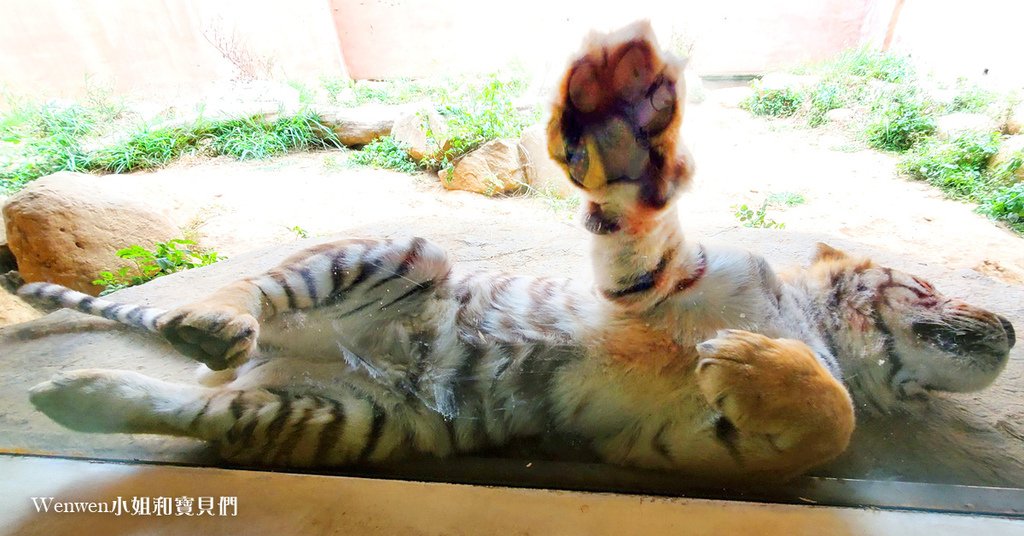 新竹動物園 老虎兄弟 (9).jpg