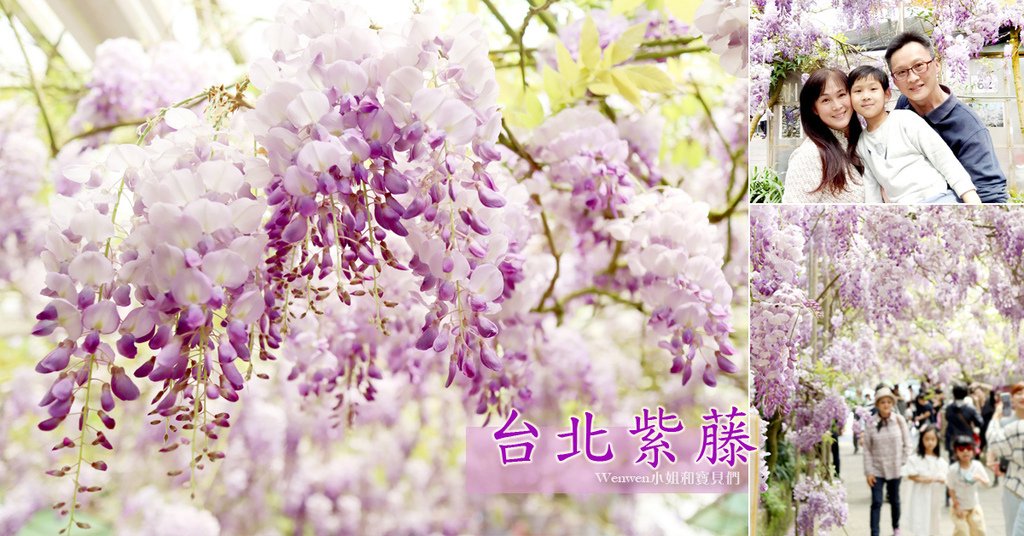 台北紫藤花 竹子湖紫藤花餐廳 頂湖小鎮紫藤花季 .jpg