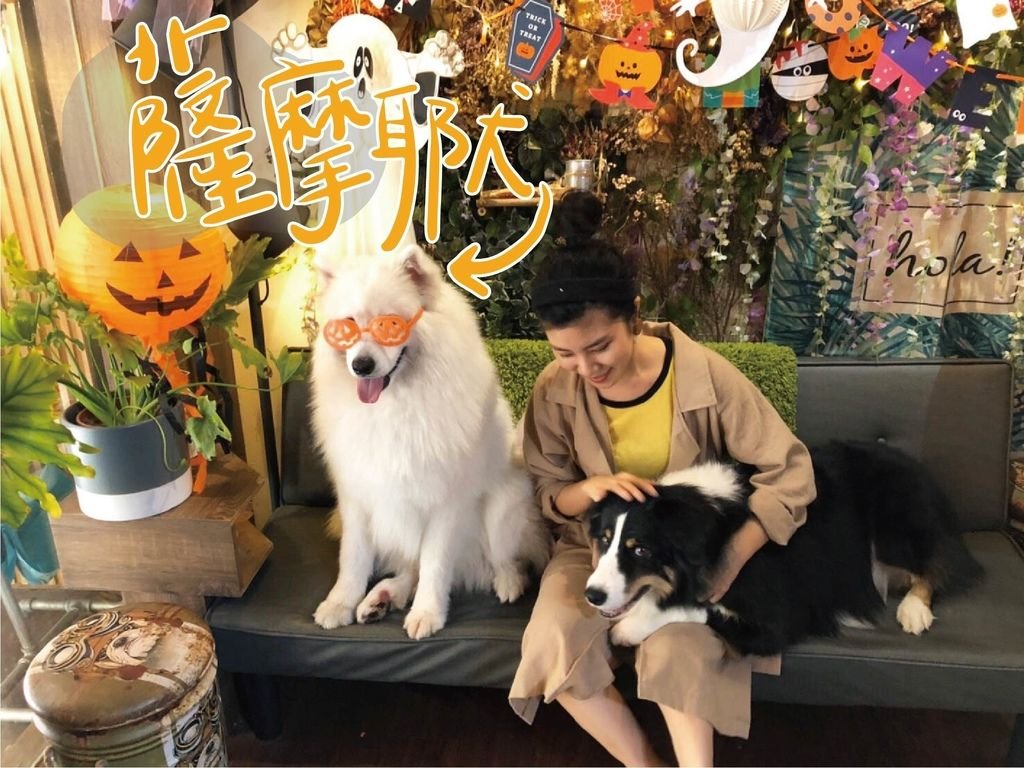 薩摩耶犬.jpg