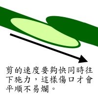 斜剪 - 1.jpg