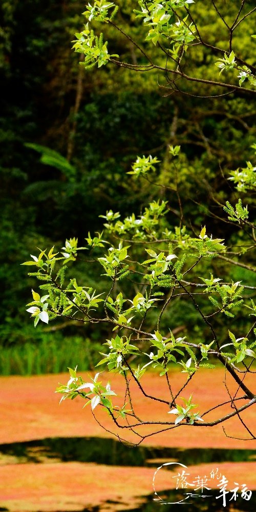 福山植物園(2).jpg