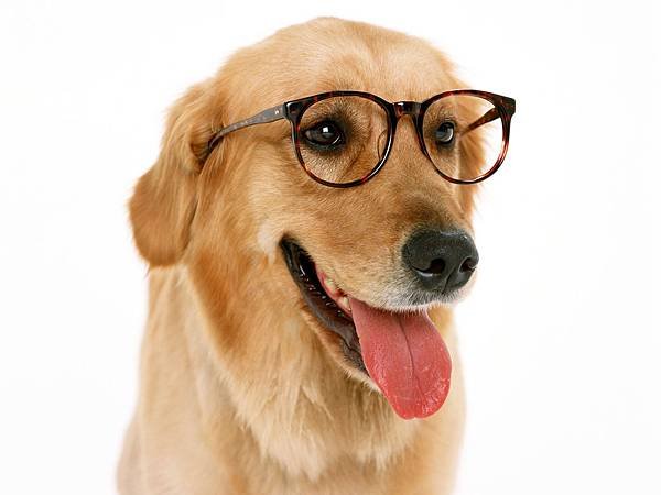 Dog-Computer-Wallpaper