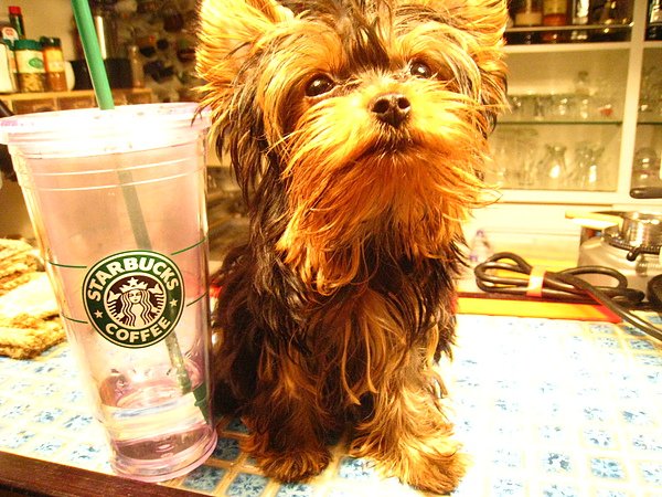 STARBUCKS