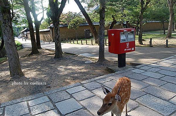 依水園2.jpg