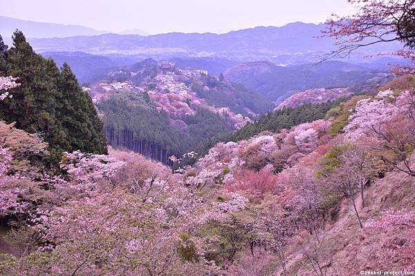 吉野山櫻花1.JPG