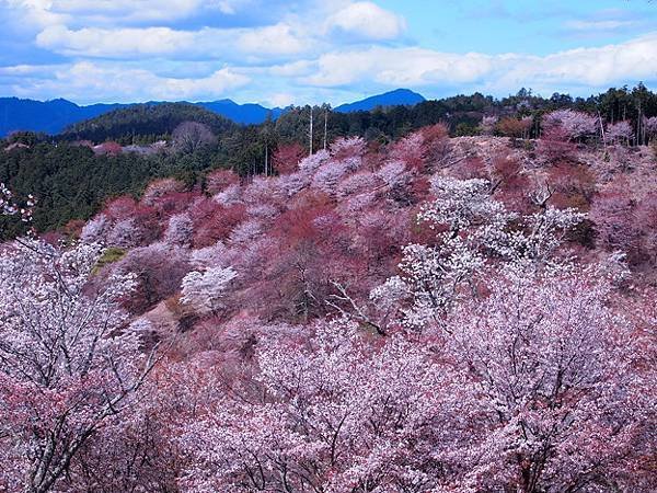 吉野山櫻花3.jpg