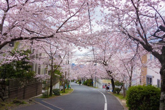 額田櫻園路2.jpg