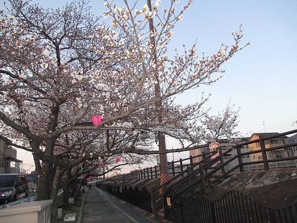 2018-0323桜3.JPG