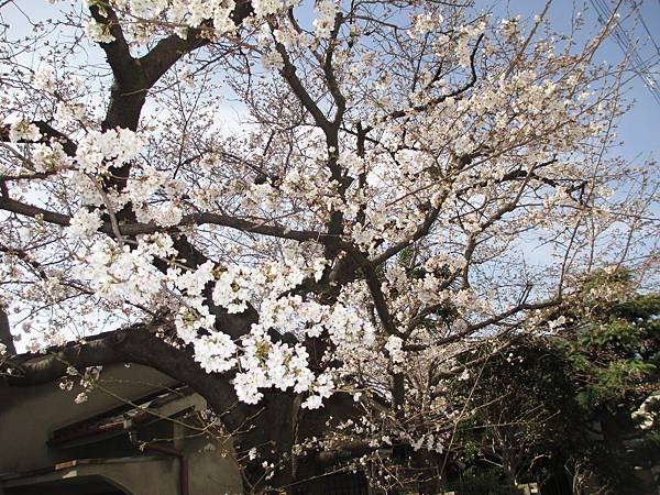 2018-0323桜2.JPG