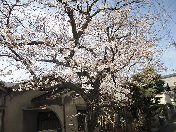 2018-0323桜1.JPG