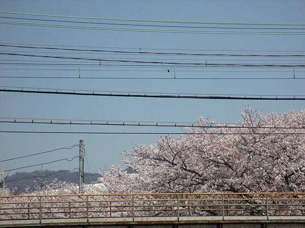 瓢箪山の桜2.JPG