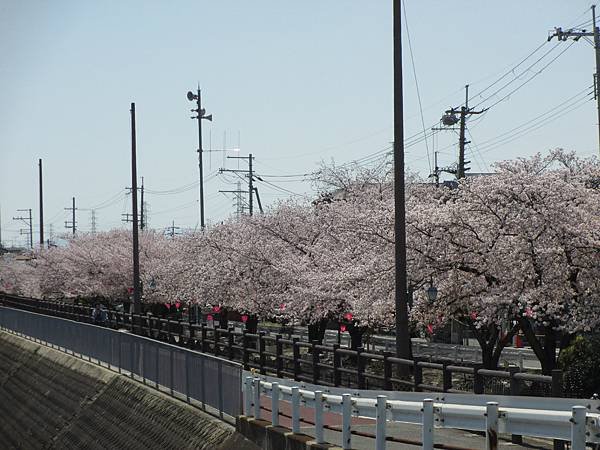 瓢箪山の桜3.JPG