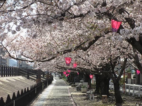 瓢箪山の桜4.JPG