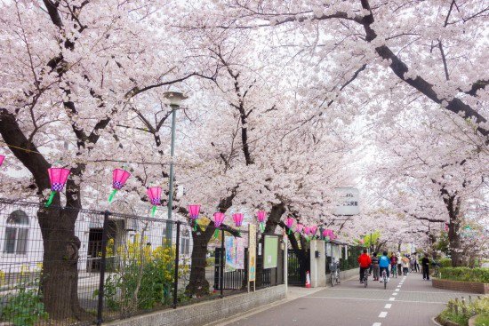 布施 三ノ瀬公園の桜.jpg