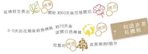 生長流程.jpg