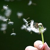 dandelion_seeds_being_blown.jpg