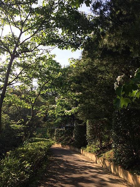 香格里拉-桐花步道2