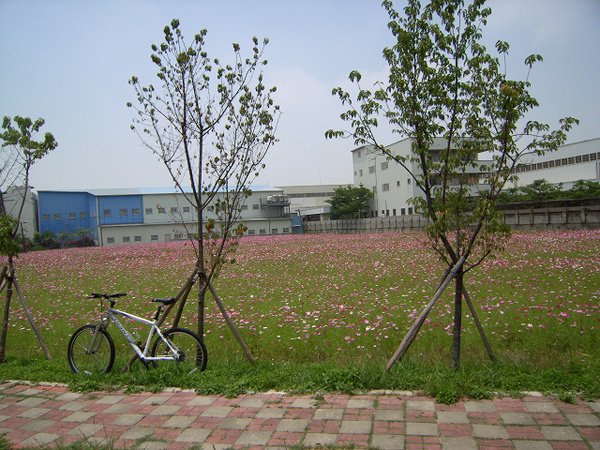 自行車道旁花海